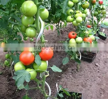 Garden Steel Plant Support/tomato Spiral photo-2