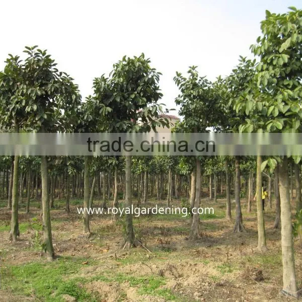Ficus Altissima Nursery in Ground photo-3
