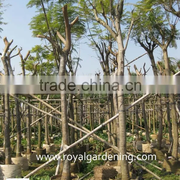 Delonix Regia photo-3