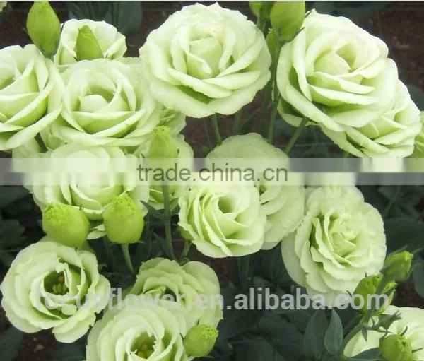 2017 High Quality Green Eustoma Factory Direct Flower For Sale photo-3