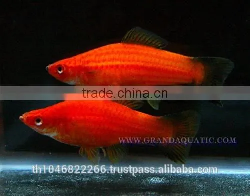 Swordtail Fish / Live Ornamental Fish photo-6