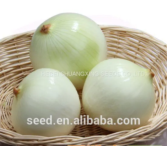 High Yield and Good Disease-resistant White Onion Seeds for Planting photo-2