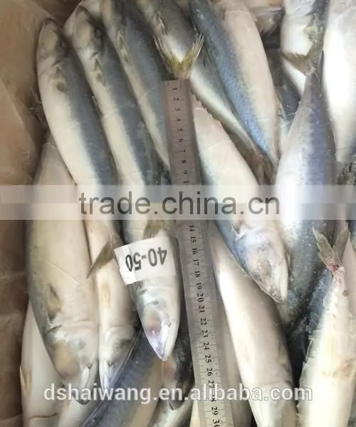 BQF Whole Round Pacific Mackerel Size 40 - 50 Pcs /g photo-3