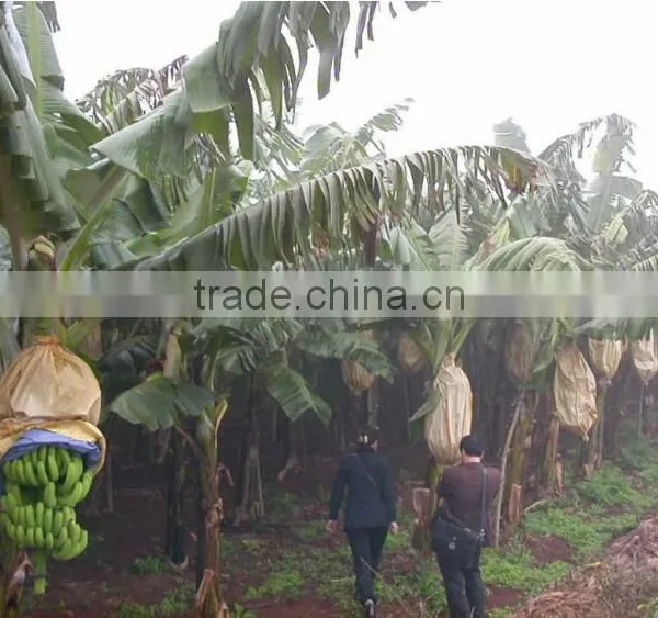 Factory Direct Supply Banana Fruit Protection Bags photo-4
