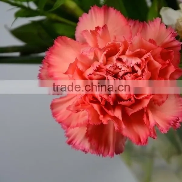 Popular Flame Orange Natural Cut Carnation Flowers photo-4