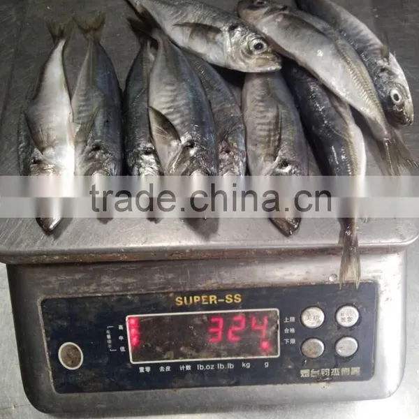 30-50g for Bait Small Size Horse Mackerel or Sacd photo-2