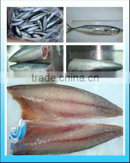 Frozen Good Quality Pacific Mackerel Fillet