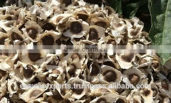 Best Supplier for Drumstick Seed photo-2