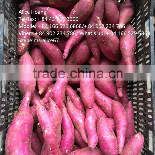 Fleshed Sweet Potato photo-2