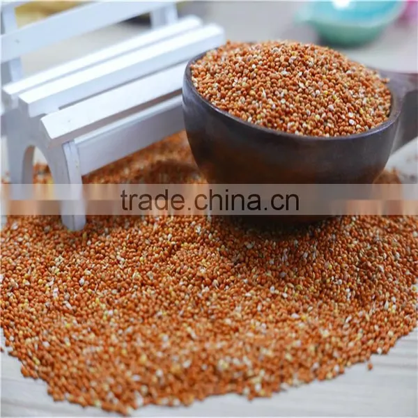 Well Chosen Yellow Millet in Husk photo-2