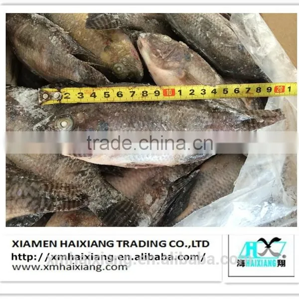 Frozen Tilapia Price photo-3
