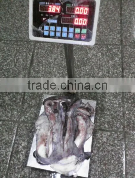 Frozen Bait of Giant Squid Tentacle photo-3