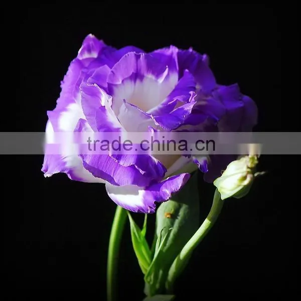 Colorful New Arriving Varieties of Fresh Cut Flower Eustoma photo-4