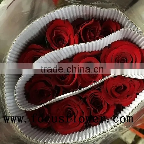 Natural Long Stem Flowers Fresh Cut Flowers Ecuador Flower Wholesaler Carola in Good Service photo-5