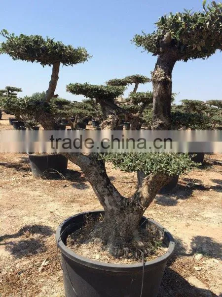 Olea Europaea "Pompon"old Skin Trunk photo-5