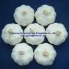 China Fresh Garlic photo-3