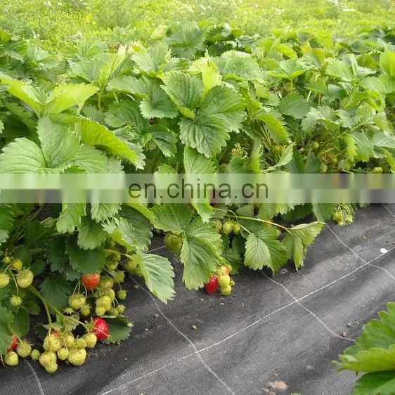 White Weed Mat Ground Cover In Agriculture Vegetable Garden photo-4