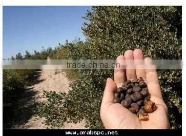 High Quality Jojoba Seeds Castor Seeds
