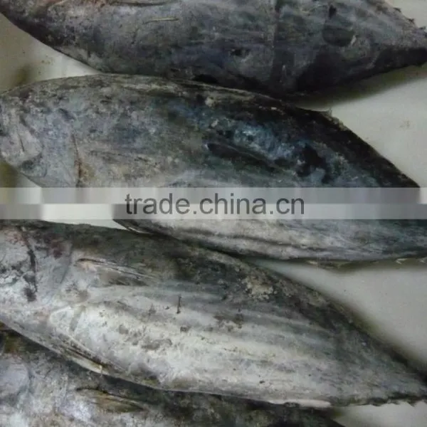 Light-Purse Seine Skipjack Tuna Fish photo-6