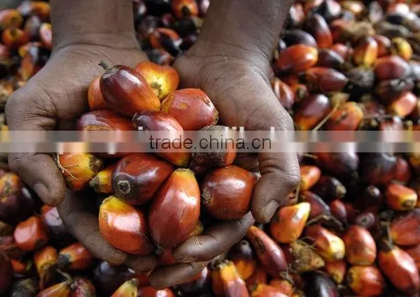 Palm Oil Mill Machinery, Plam Oil Plant Equipments photo-2