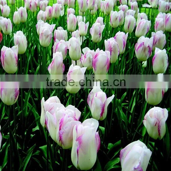 2016 A Quality Tulip Type Flower Bulbs Peonies Cut Flowers From China photo-4