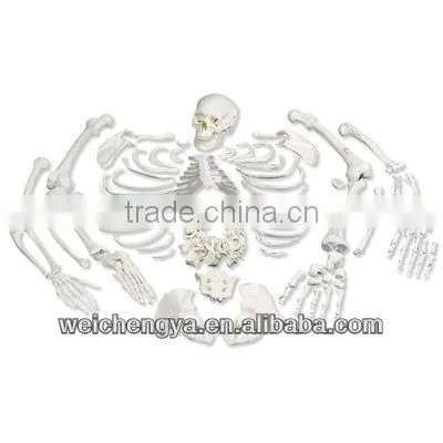 Disarticulated Skeleton With Skull Model