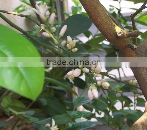 Lemon Tree photo-4