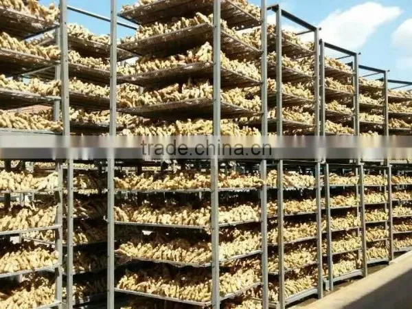 Chinese Fresh Ginger photo-6
