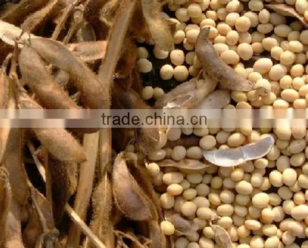RUSSIAN ORIGIN SOYBEANS