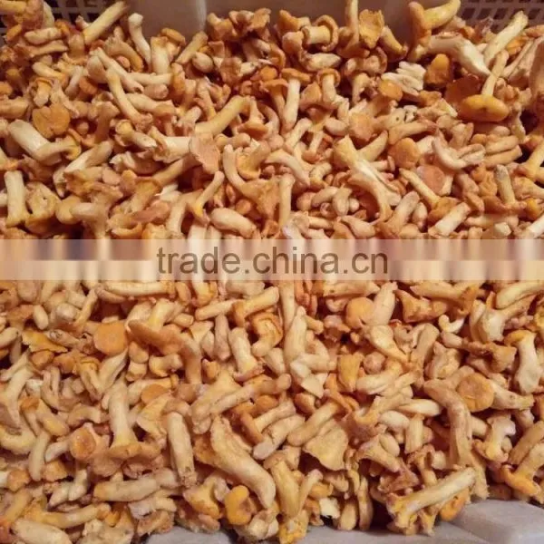 Frozen Cantharellus Cibarius