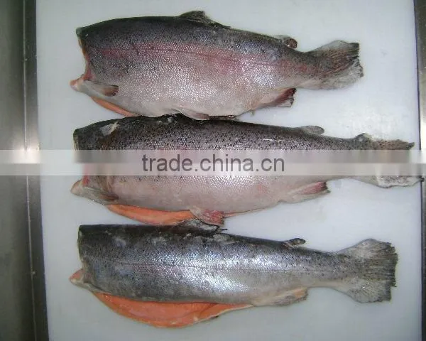 Rainbow Trout
