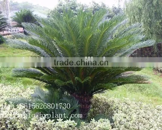 Artificial Cycas Revoluta Sago Cycas for Jurassic Period Dinosaur Hall photo-6