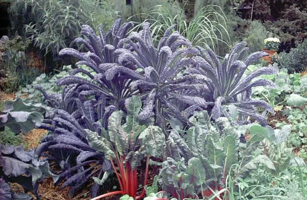 Eco-Friendly Bicolor Customized Size Indoor Ornamental Plants Customized Size