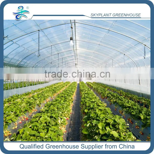 Poly Multi Span Greenhouse photo-3