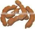 Tamarind