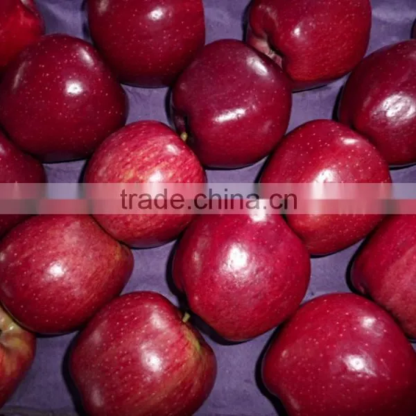Export Red Delicious Apple Company photo-3