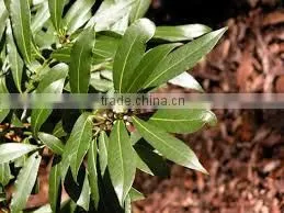 100% Pure Eucalyptus Oil