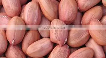 Bold Reddish Peanuts for Sales photo-3