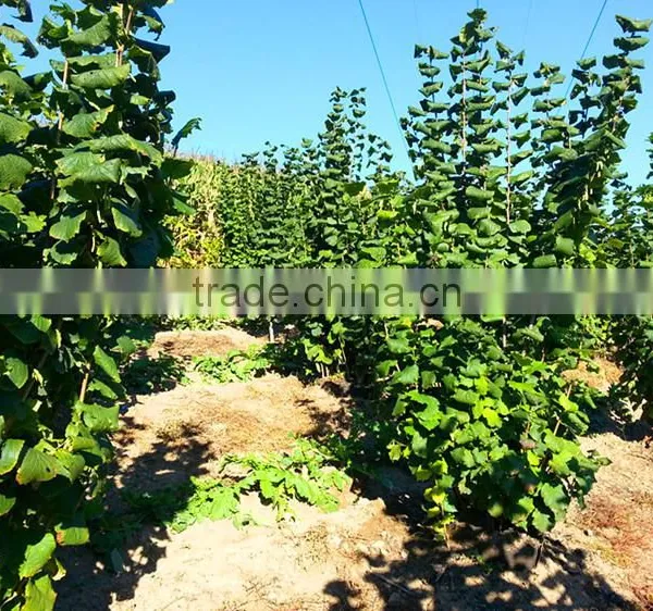 Hazelnut Tree Seedling photo-4