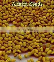 Alfalfa Seeds