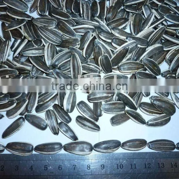 Hot Sell Chinese Sunflower Seeds 5009,5135, 20/64,22/64,24/64