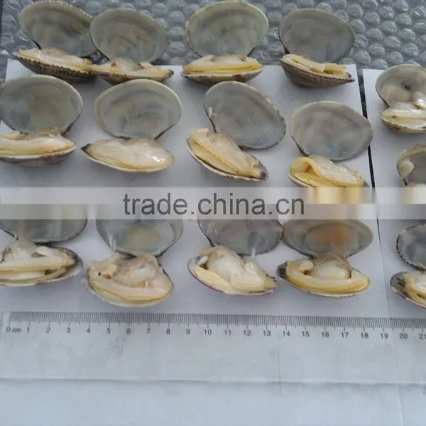 High Quality Frozen Vacuum Packed Short Necked Clam photo-2