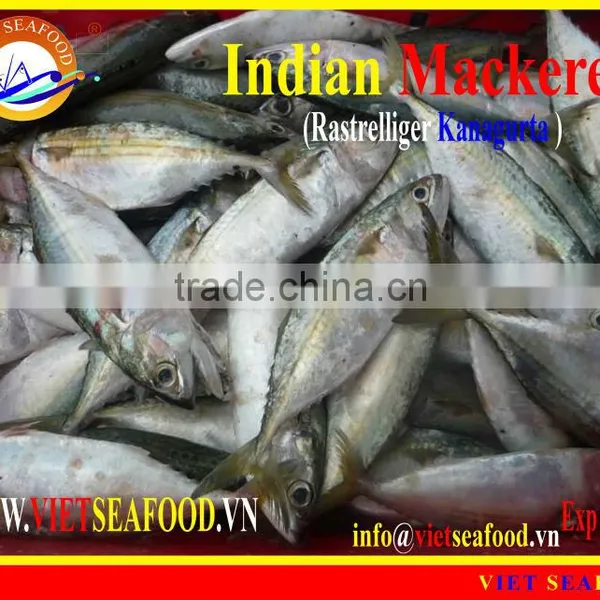 FROZEN W/R INDIAN MACKEREL photo-2