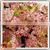 Wholesale to Asia 2.8m Artificial White &pink Wedding Blossom Decor photo-5