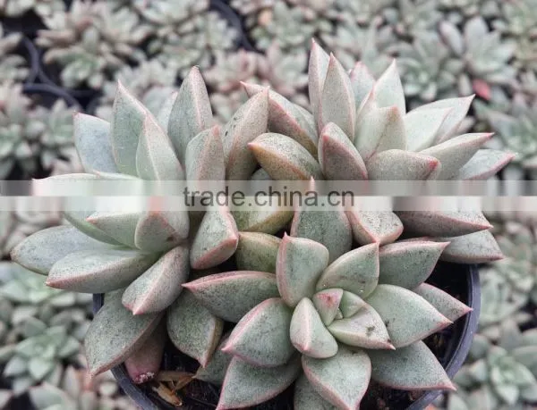 Graptopetalum Ametorum , Grapes Hybrid Decorative Plants Echeveria, Succulent Plants, Tropical Plants photo-2