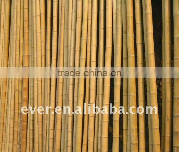 Bamboo Cane