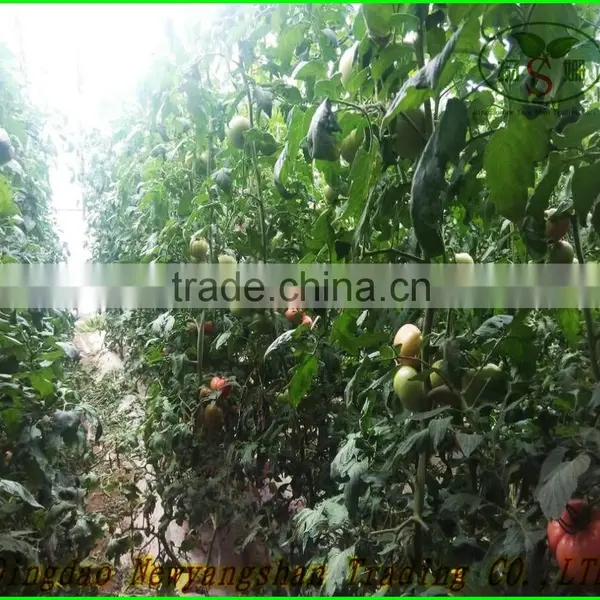 China's Shandong Province, the Best Fresh Tomato/tomato, Exported to Europe and America, Southeast Asia and India photo-4