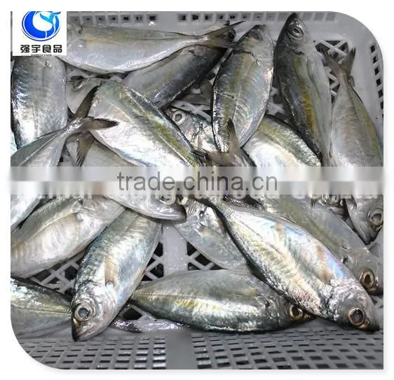 Wholesale Fishing Frozen Yellow Tail Horse Mackerel Fish photo-3