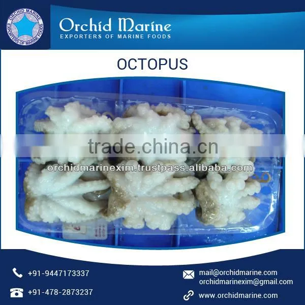 Baby Octopus photo-2