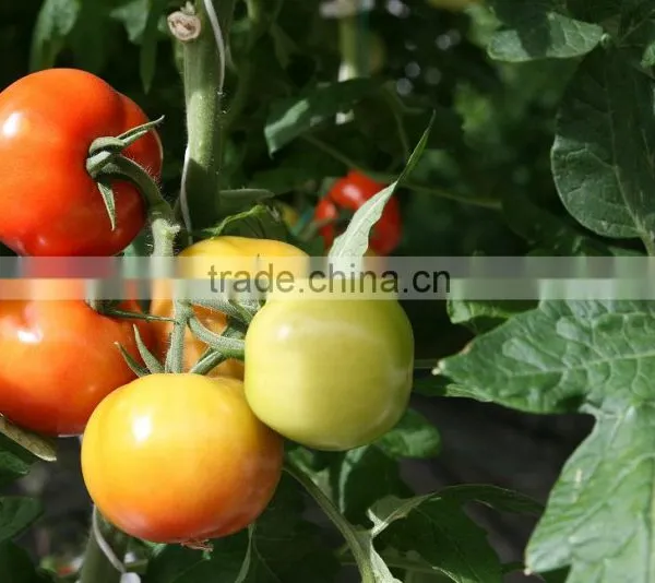 Red Color Fresh Tomato From Turkey photo-2